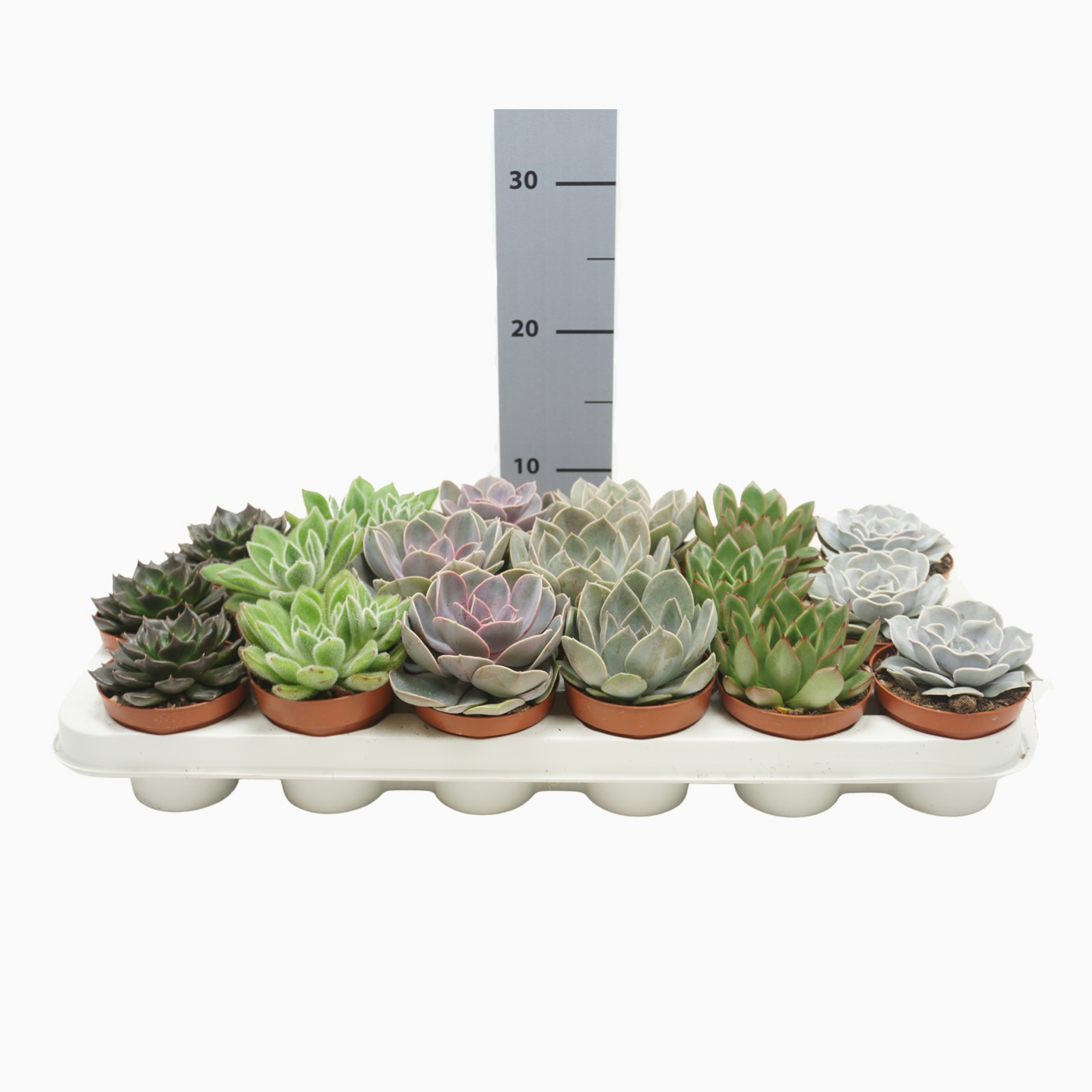 Planta naturala H12cm Echeveria gemengd PS8/ in pamant