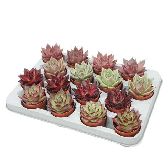 Planta naturala H12cm Echeveria mix PS7/ in pamant