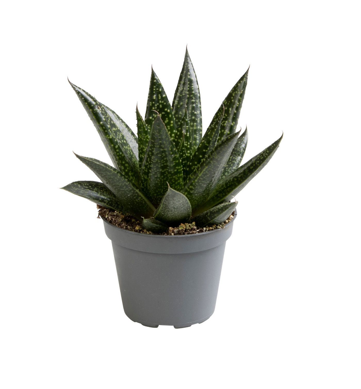 Planta naturala H12cm Gasteria 'D Due' PS6/ in pamant