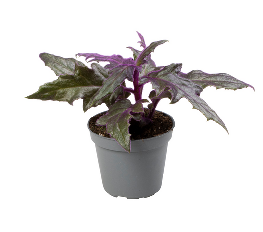 Planta naturala H12cm Gynura Auranti PS6/ in pamant