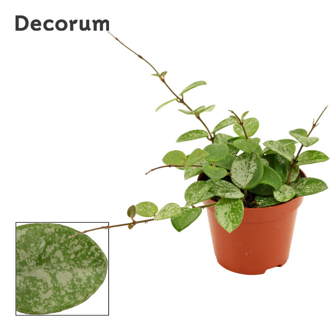 Planta naturala H12cm Hoya Mathilde splash PS9/ in pamant
