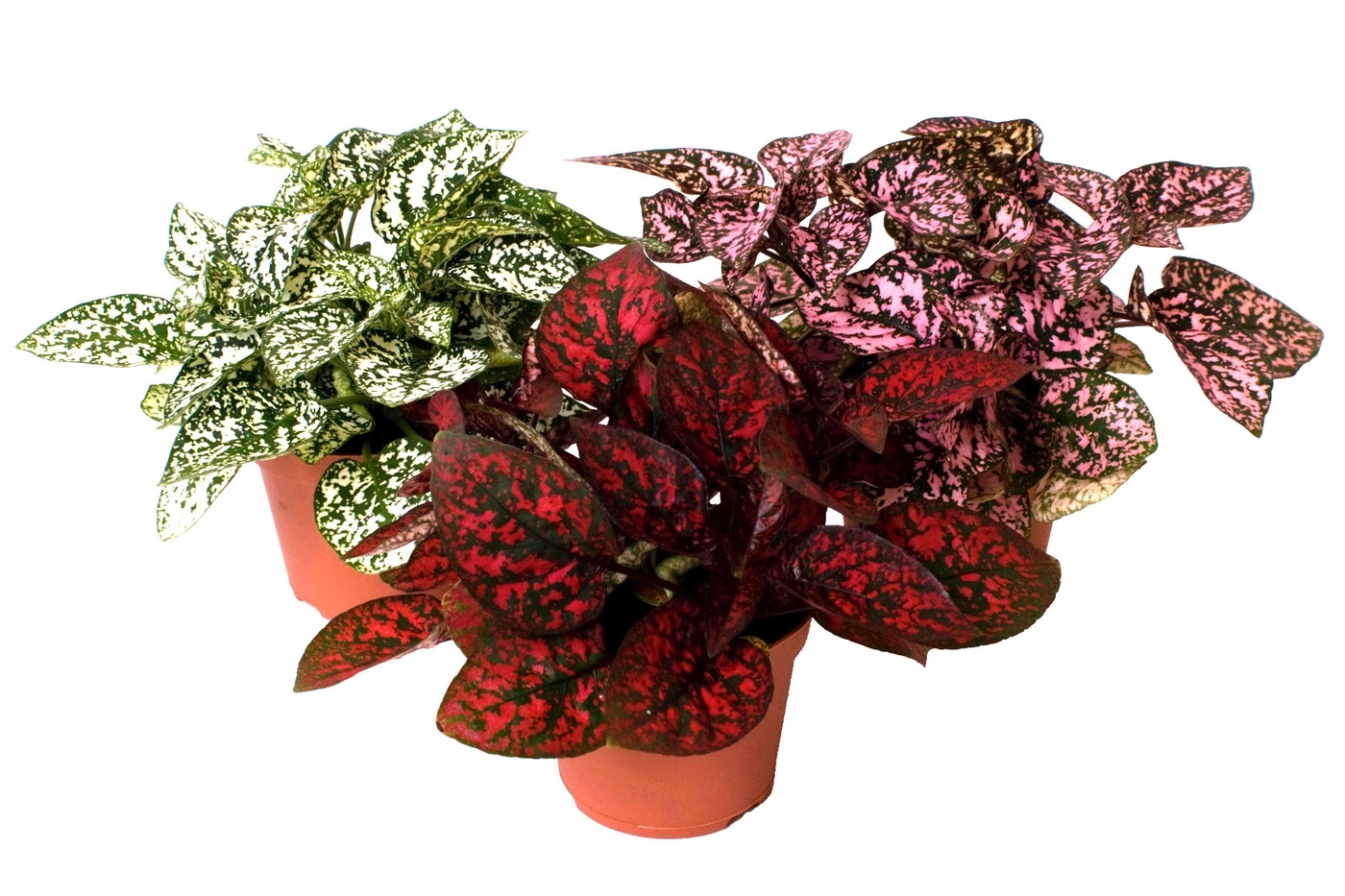 Planta naturala H12cm Hypoestes phyllostachya mix PS6/ in pamant