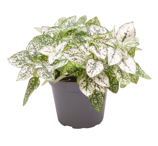 Planta naturala H12cm Hypoestes phyllostachya White PS6/ in pamant