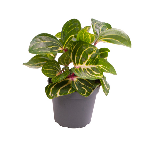 Planta naturala H12cm Iresine herbstii PS6/ in pamant