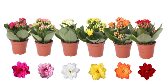 Planta naturala H12cm Kalanchoe Rosalina mix PS6/ in pamant