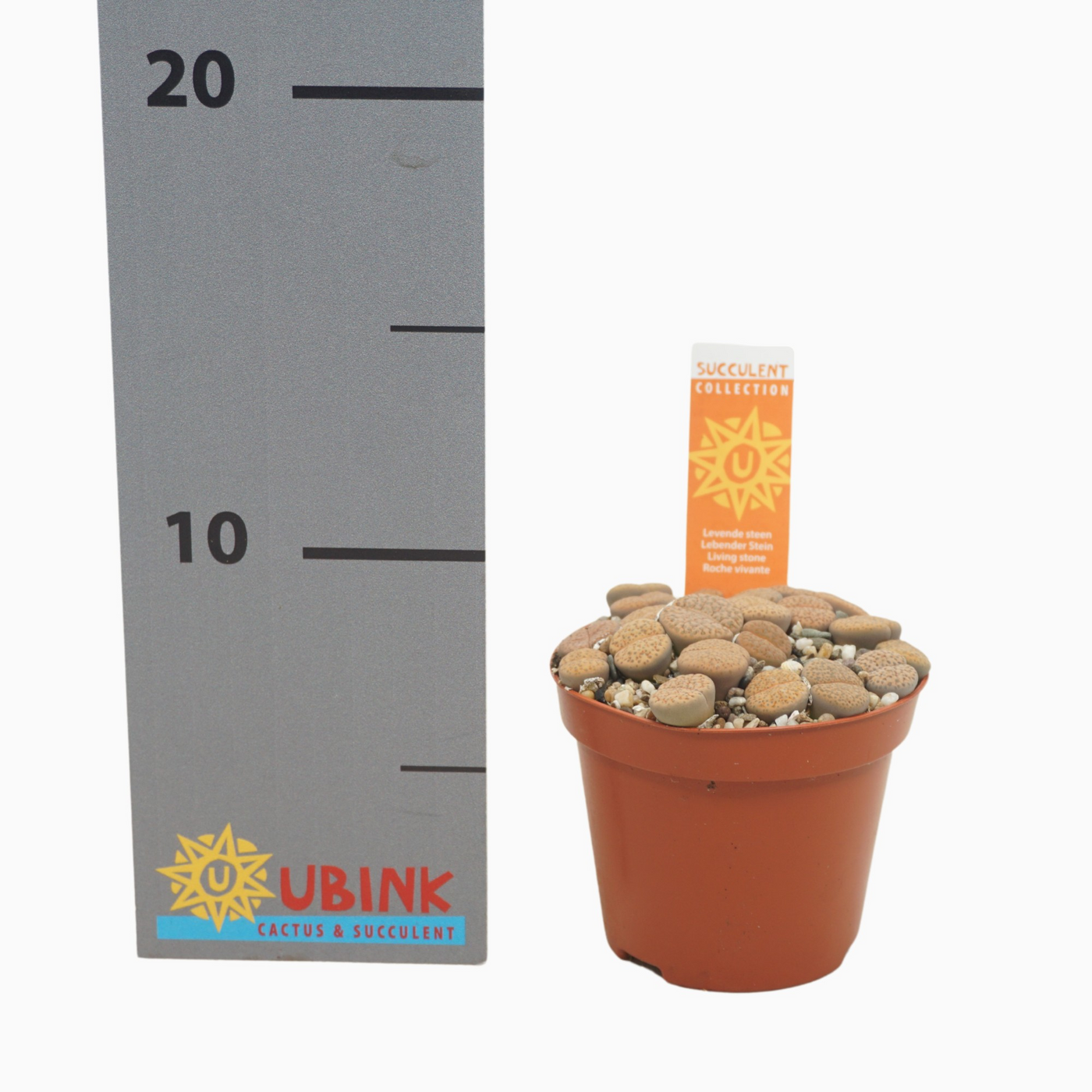 Planta naturala H12cm Lithops sp. PS8/ in pamant