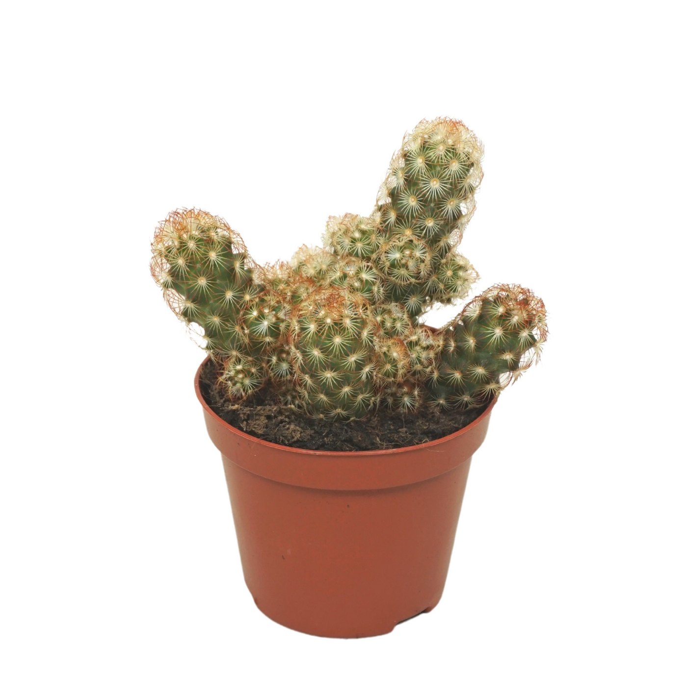 Planta naturala H12cm Mammillaria elongata PS8/ in pamant