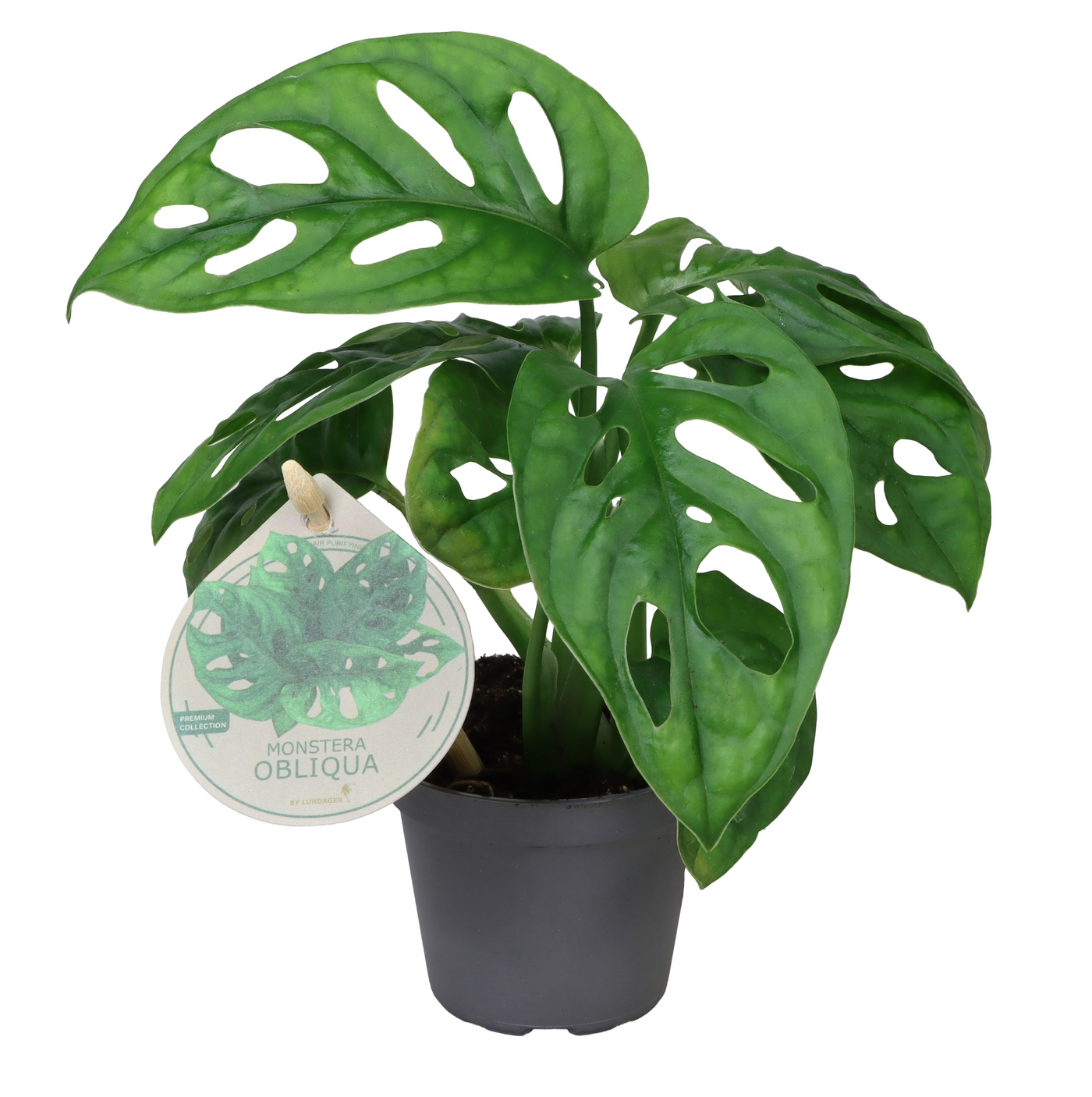 Planta naturala H12cm Monstera obliqua PS6/ in pamant