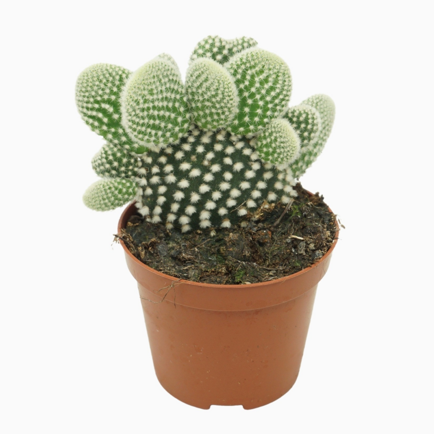 Planta naturala H12cm Opuntia microdasys 'Albispina' PS8/ in pamant