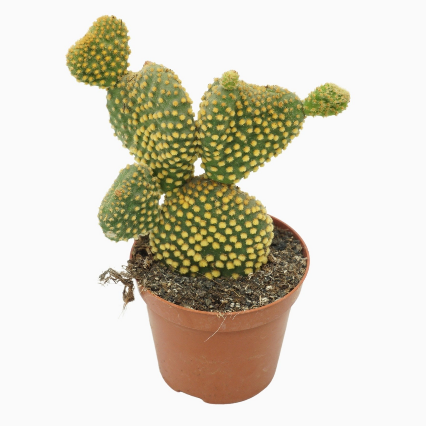 Planta naturala H12cm Opuntia microdasys 'Cristata' PS8/ in pamant