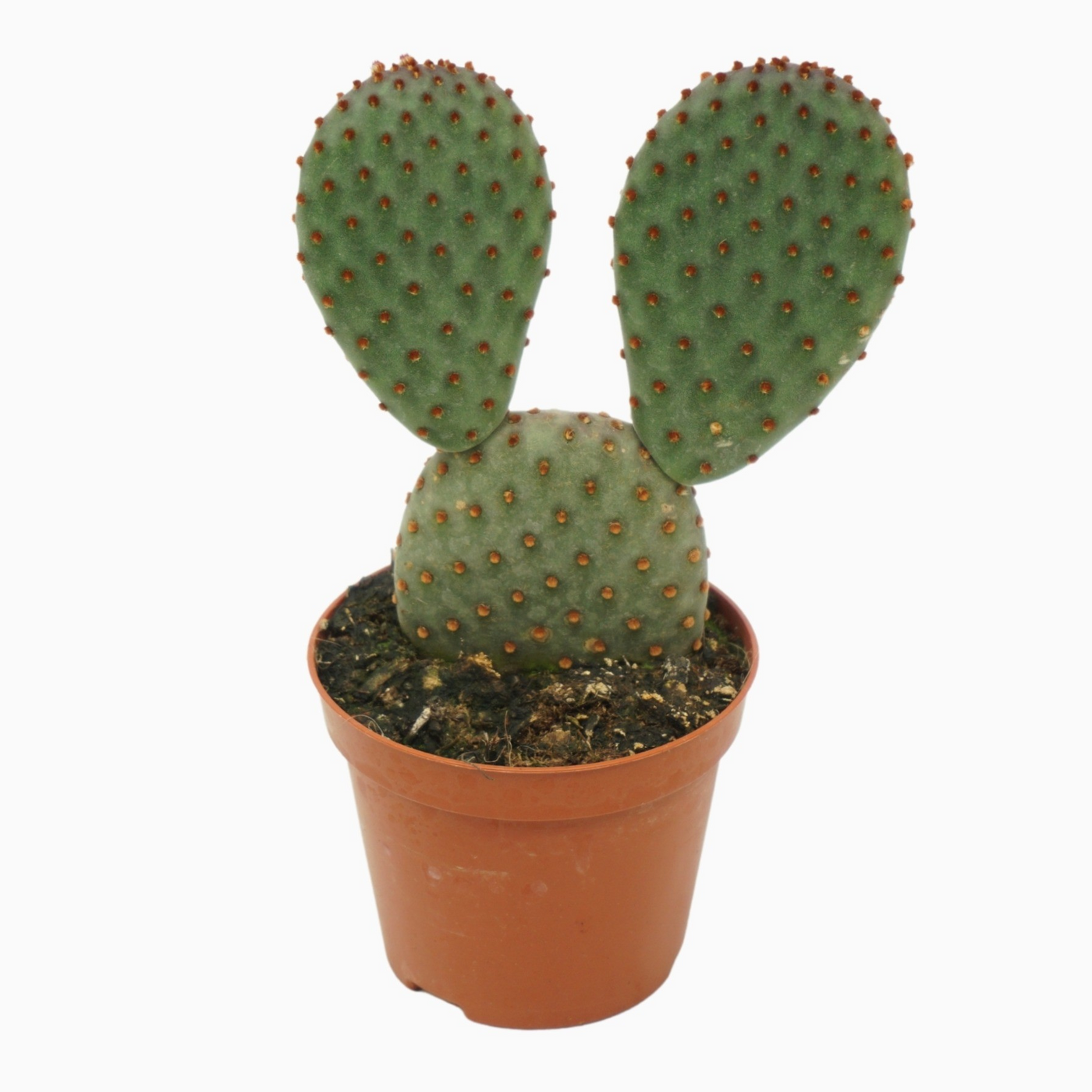 Planta naturala H12cm Opuntia microdasys PS8/ in pamant