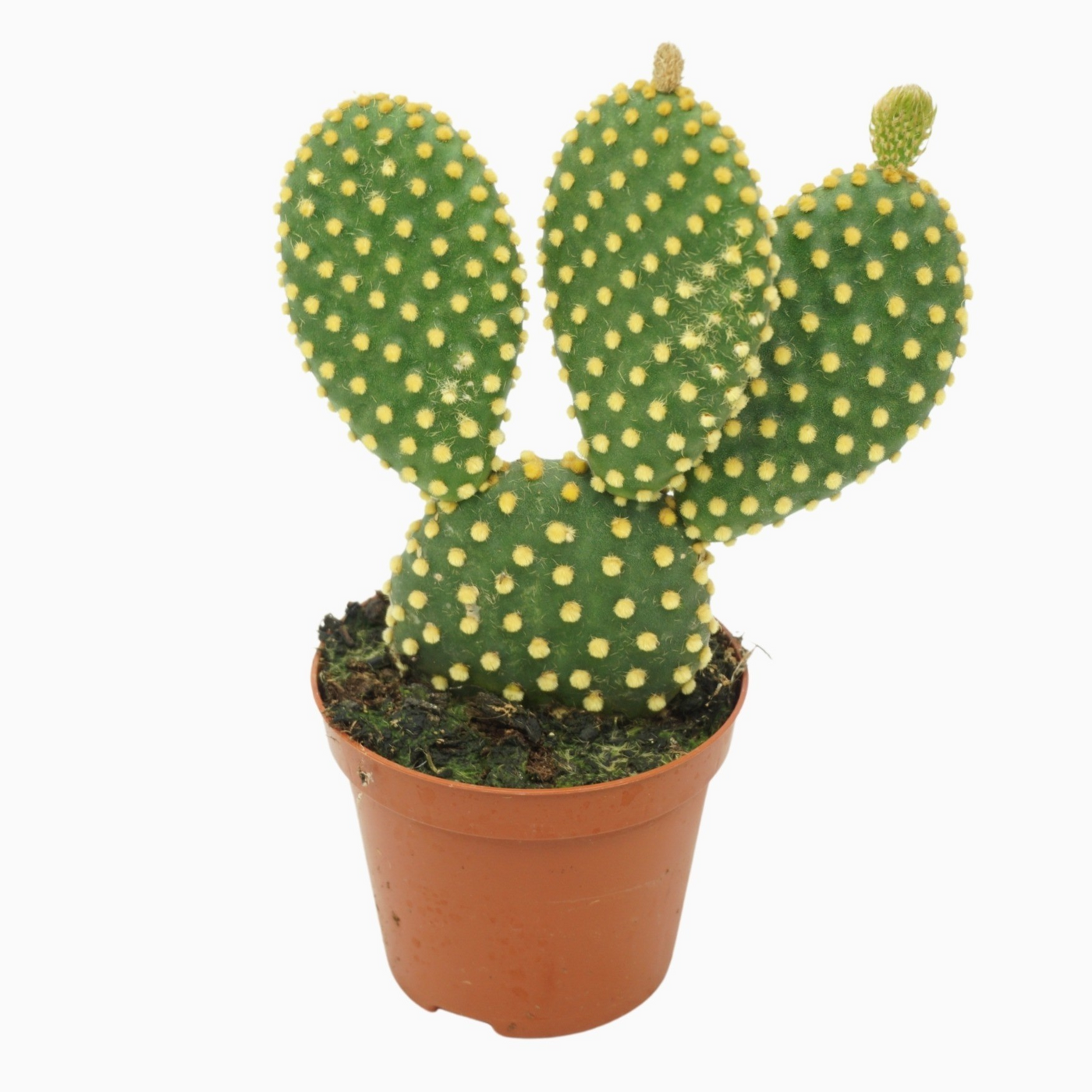 Planta naturala H12cm Opuntia microdasys var. pallida PS8/ in pamant