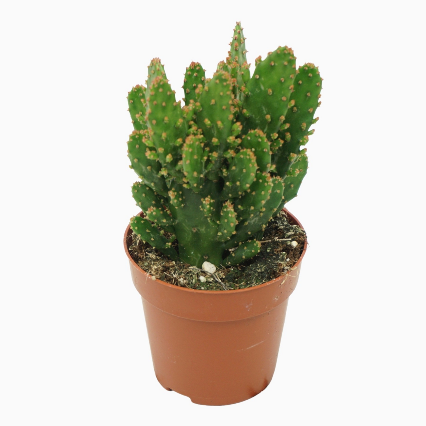 Planta naturala H12cm Opuntia tuna (juveniel) PS8/ in pamant