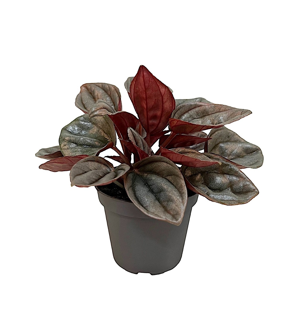 Planta naturala H12cm Peperomia caperata 'Caracas' PS6/ in pamant