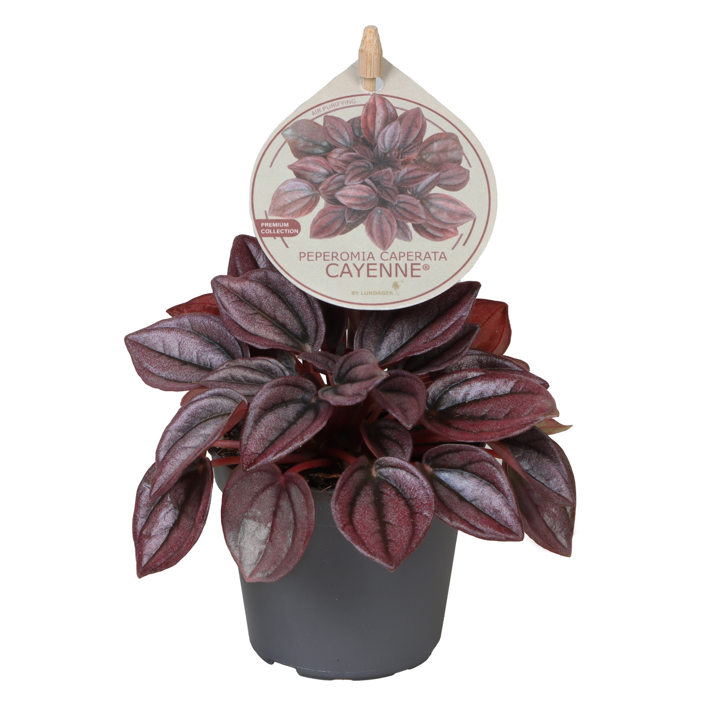 Planta naturala H12cm Peperomia caperata 'Cayenne' PS6/ in pamant