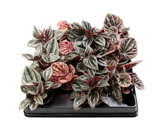 Planta naturala H12cm Peperomia caperata mix PS6/ in pamant