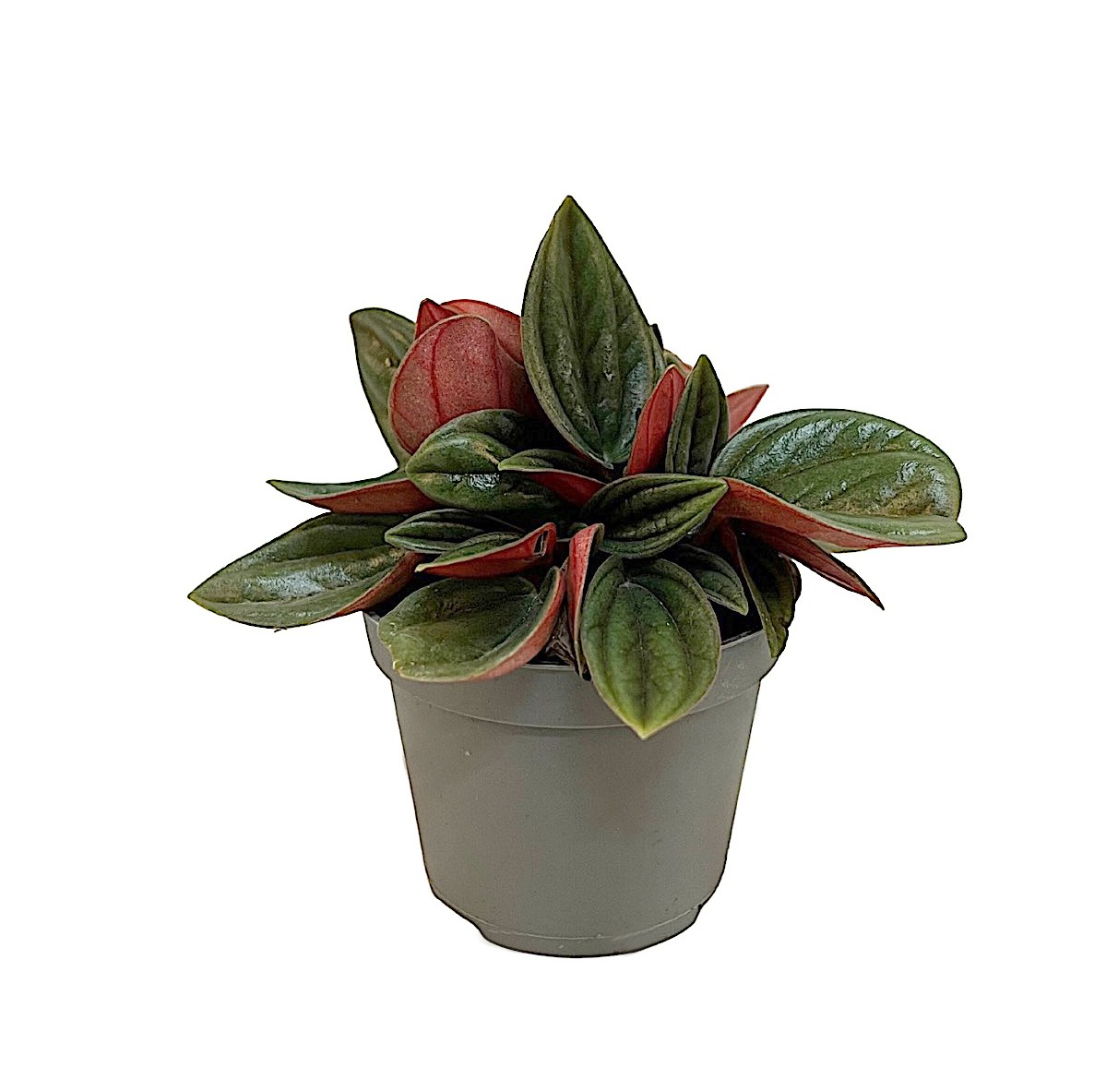 Planta naturala H12cm Peperomia caperata 'Rosso' PS6/ in pamant