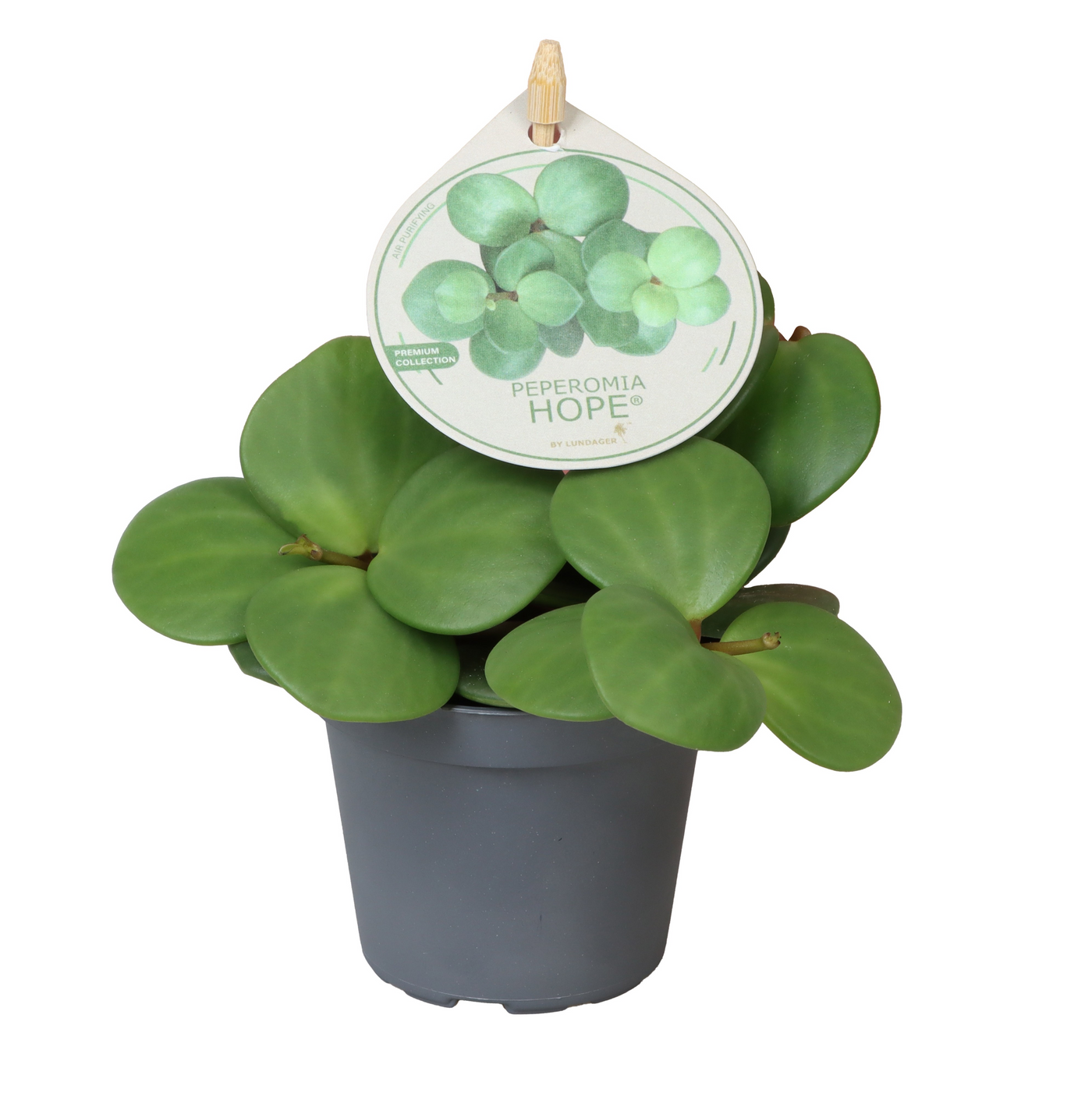 Planta naturala H12cm Peperomia tetraphylla 'Hope' PS6/ in pamant