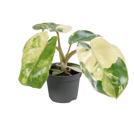 Planta naturala H12cm Philodendron Burle Marx Variegated PS6/ in pamant