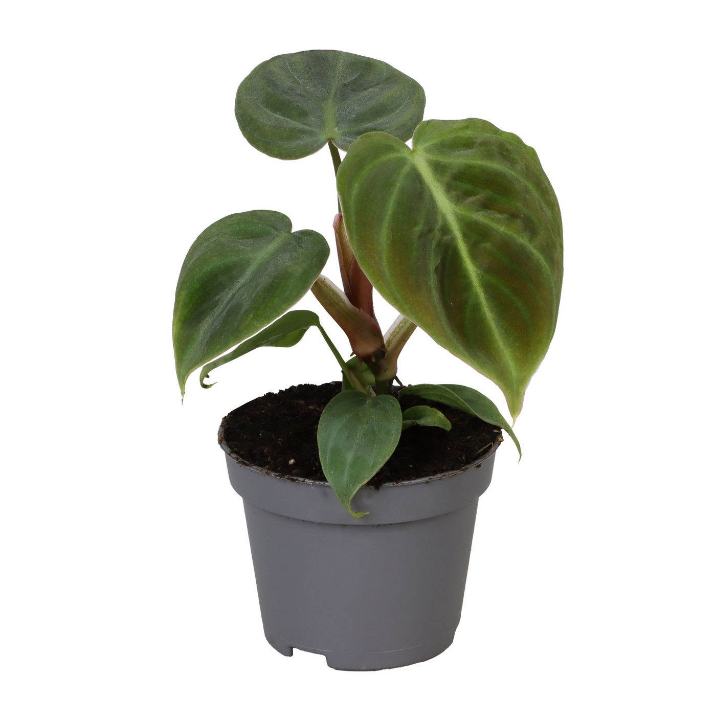 Planta naturala H12cm Philodendron El Choco PS6/ in pamant