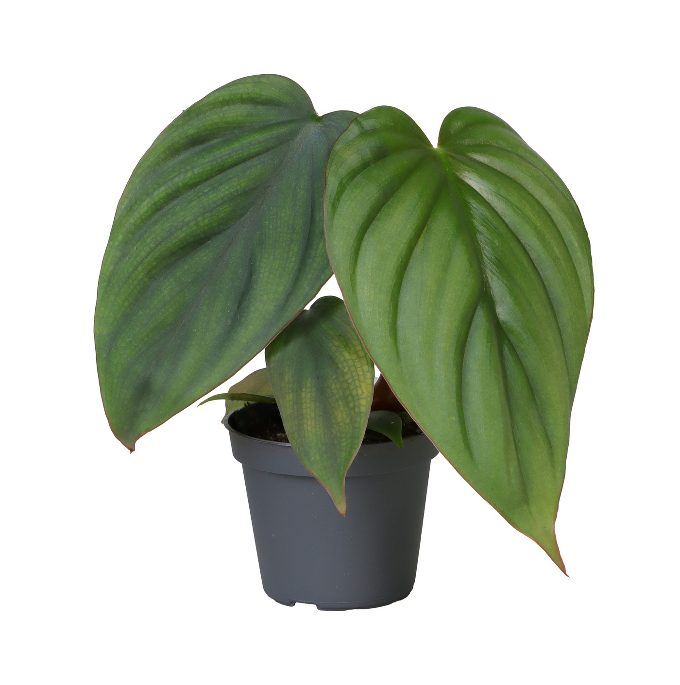 Planta naturala H12cm Philodendron Mamei PS6/ in pamant