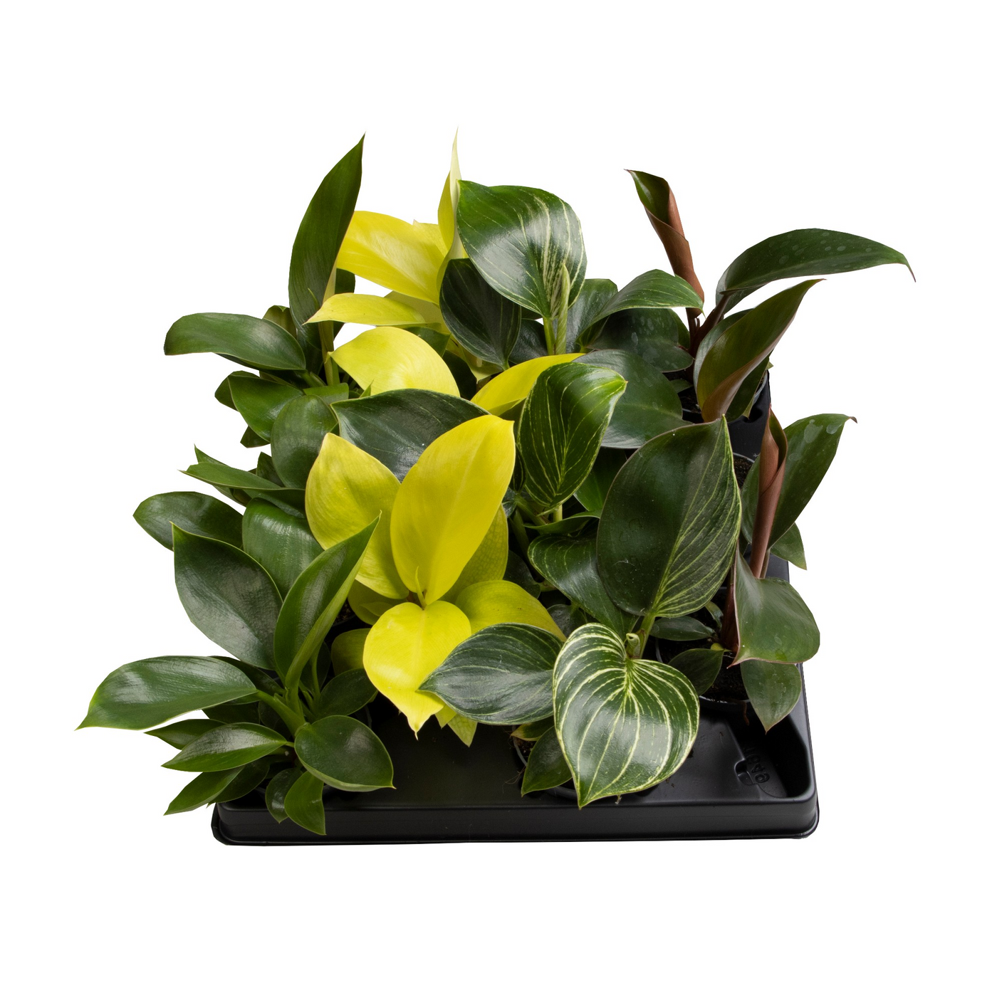 Planta naturala H12cm Philodendron mix PS6/ in pamant
