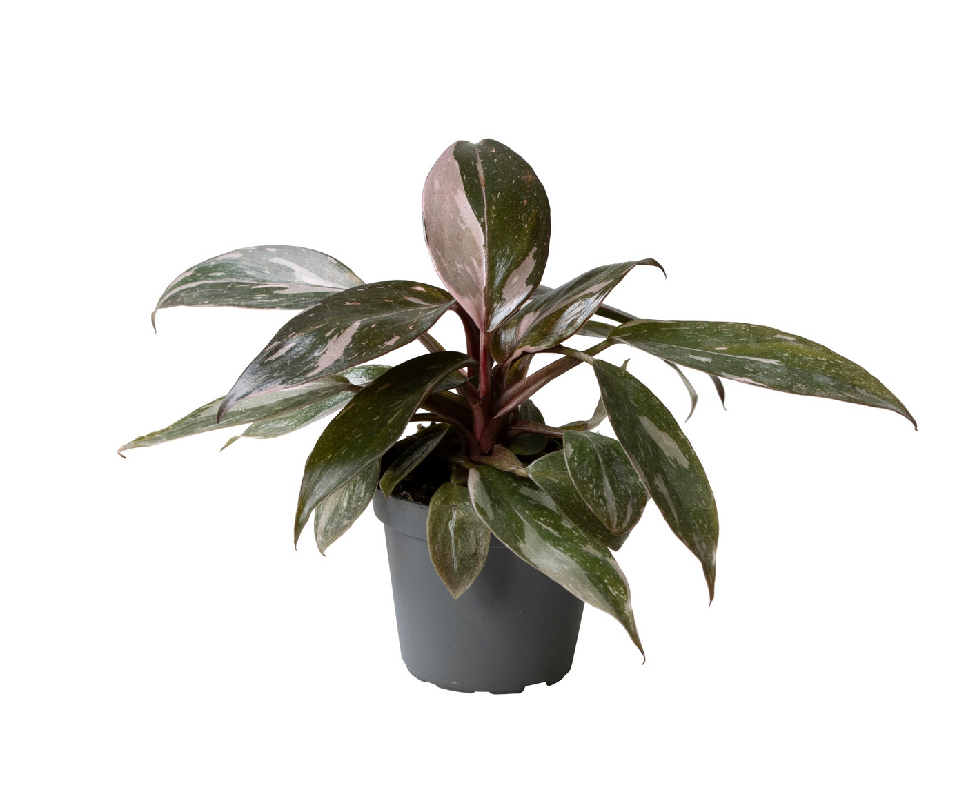 Planta naturala H12cm Philodendron Pink Princess Marble PS6/ in pamant