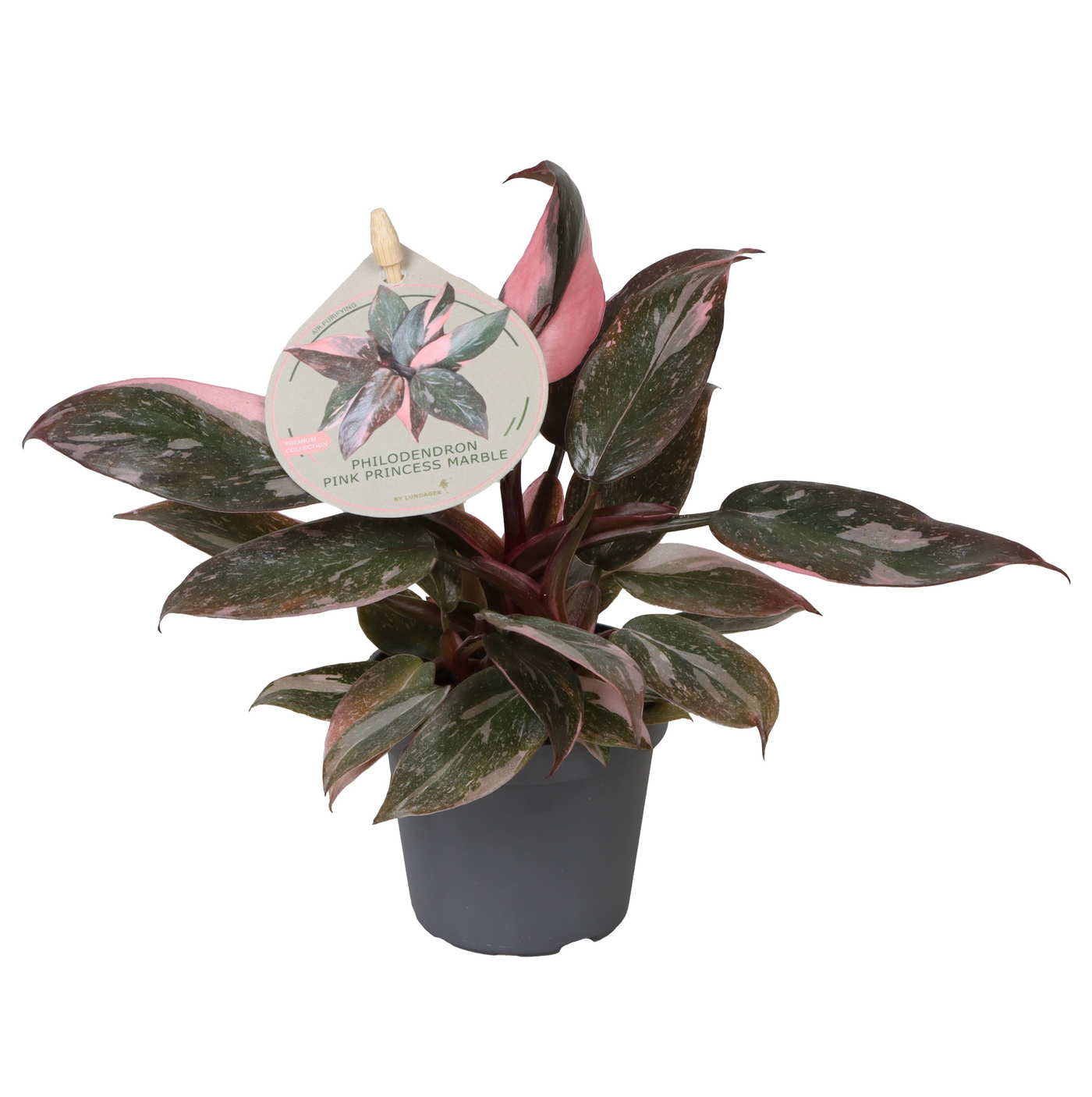 Planta naturala H12cm Philodendron 'Pink Princess' PS6/ in pamant