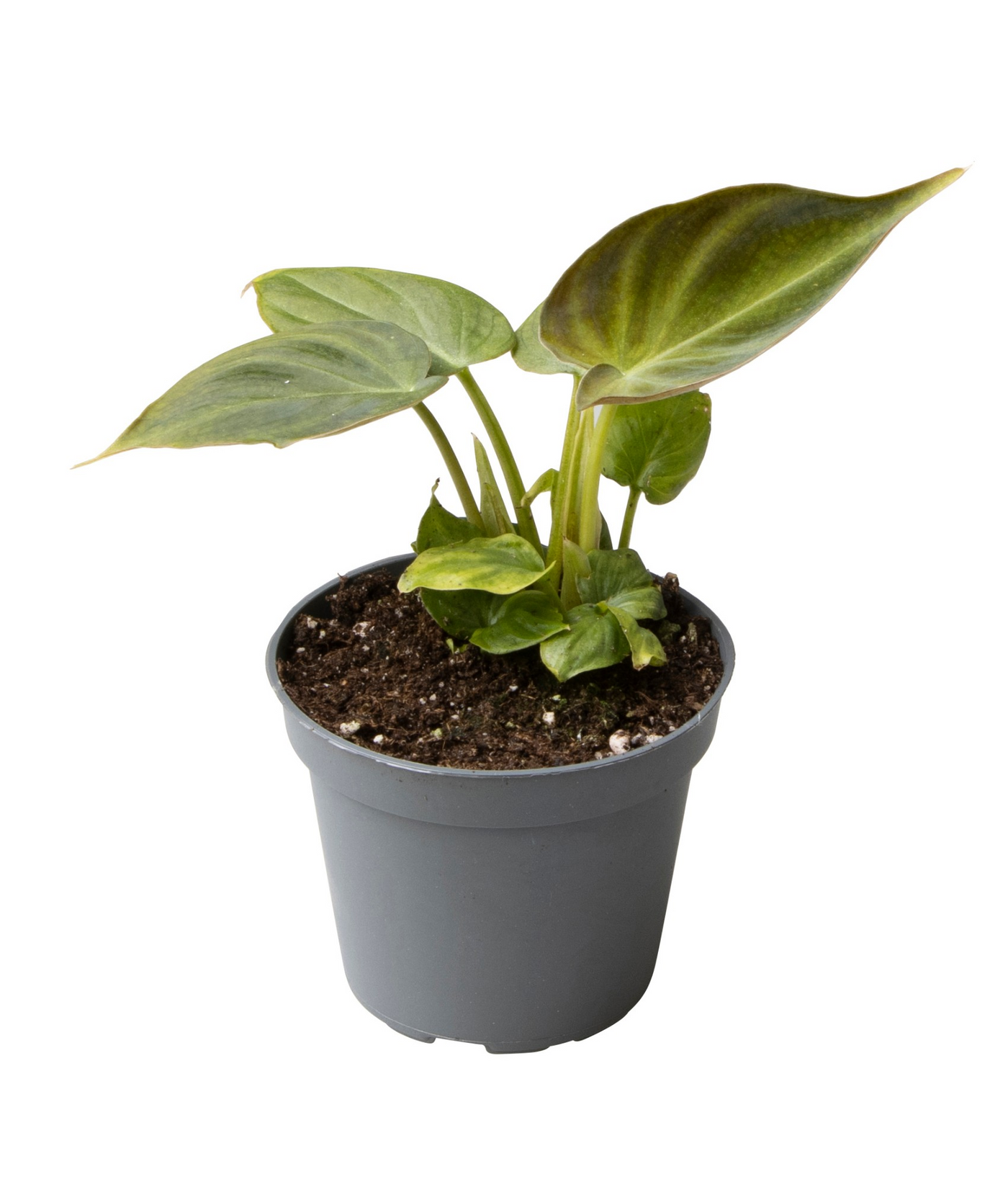 Planta naturala H12cm Philodendron Verrucosum PS6/ in pamant