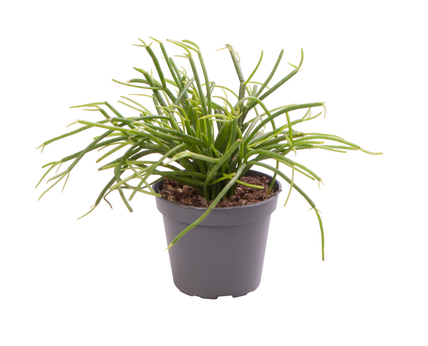 Planta naturala H12cm Rhipsalis baccifera 'Cassutha' PS6/ in pamant