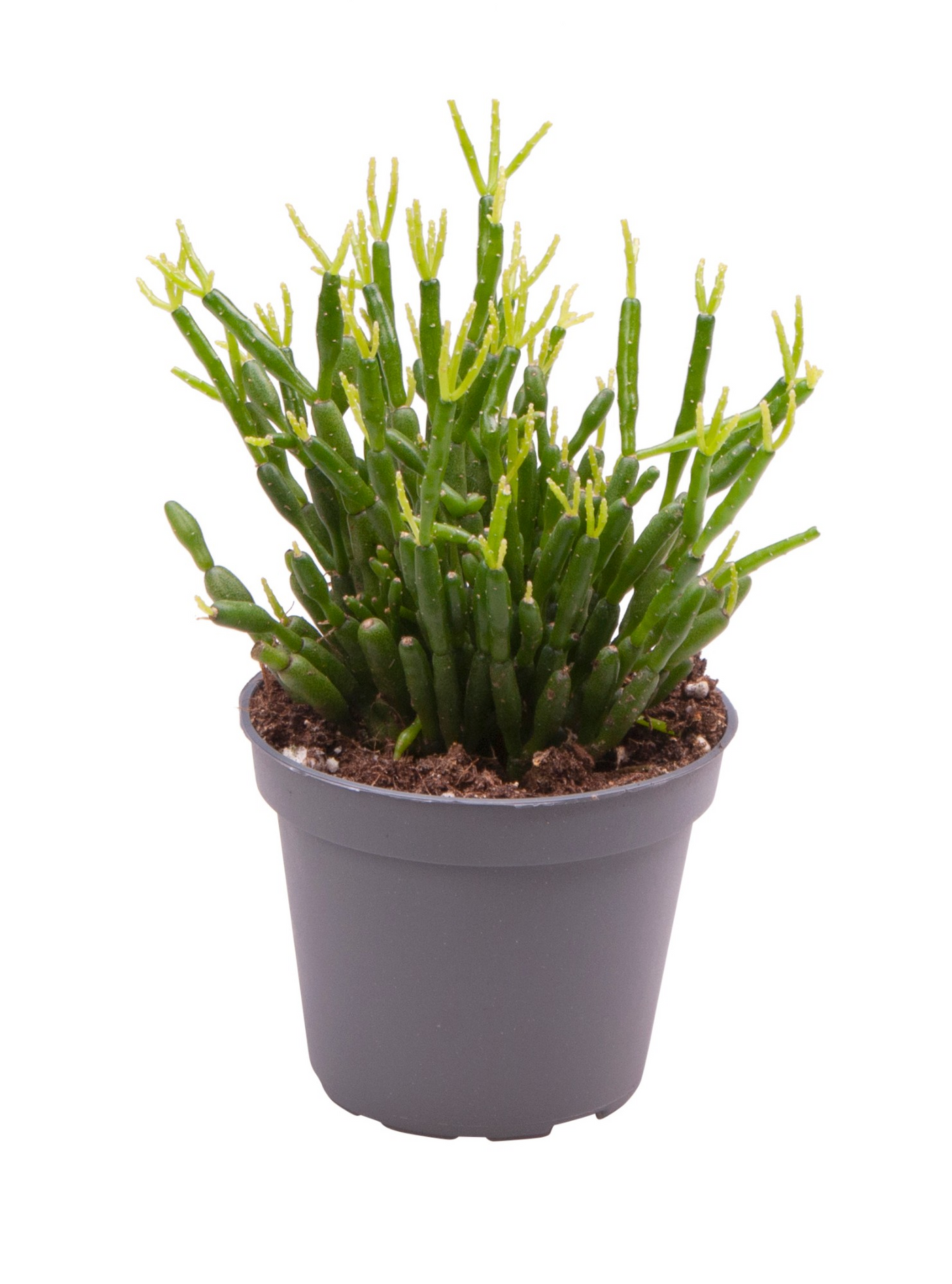 Planta naturala H12cm Rhipsalis baccifera PS6/ in pamant