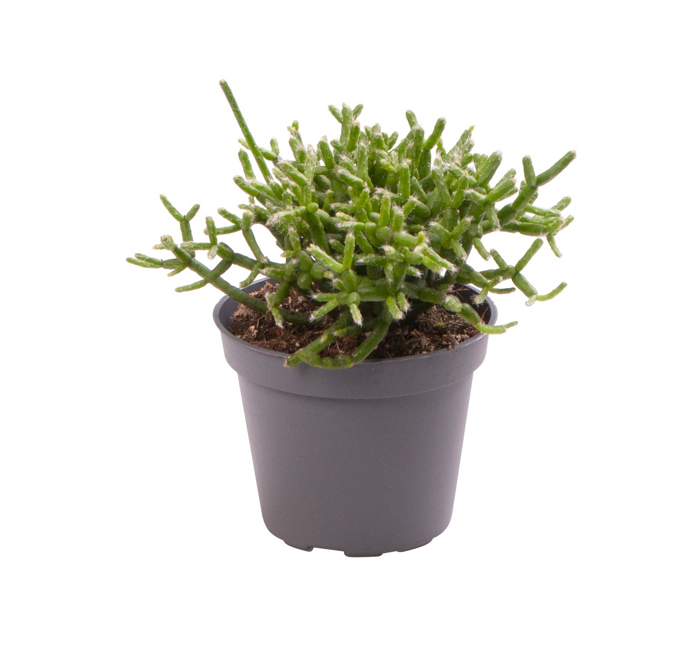 Planta naturala H12cm Rhipsalis cereuscula PS6/ in pamant