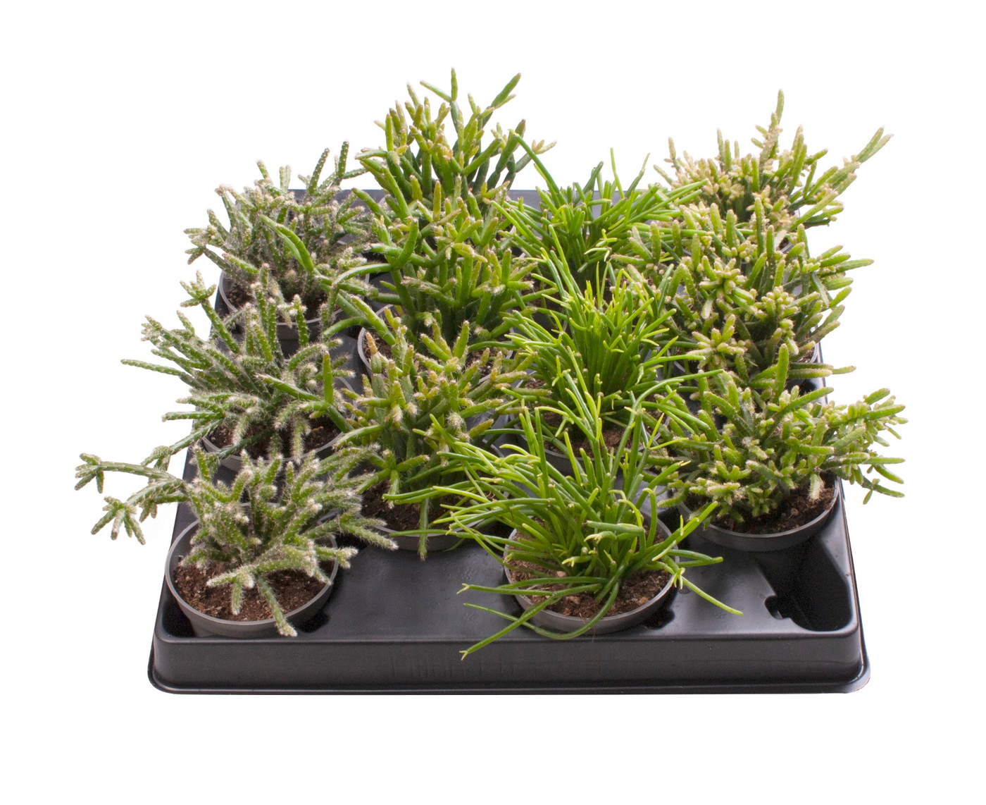 Planta naturala H12cm Rhipsalis mix PS6/ in pamant