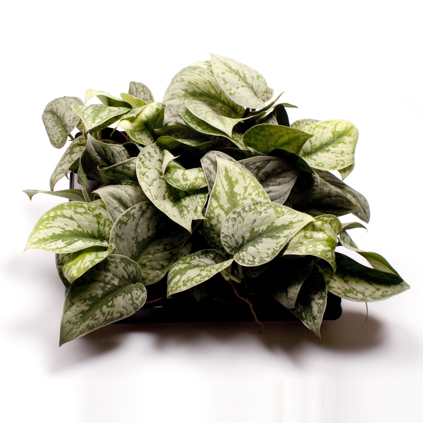 Planta naturala H12cm Scindapsus pictus PS6/ in pamant