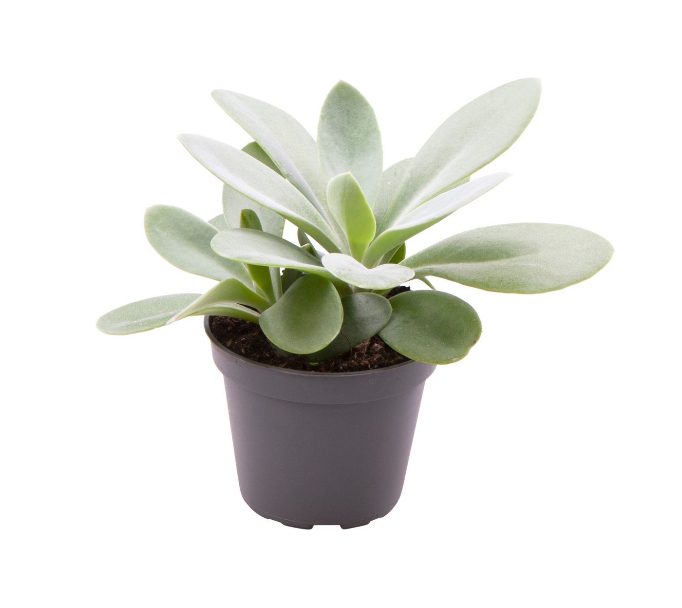 Planta naturala H12cm Senecio cephalophorus 'Zagros' PS6/ in pamant