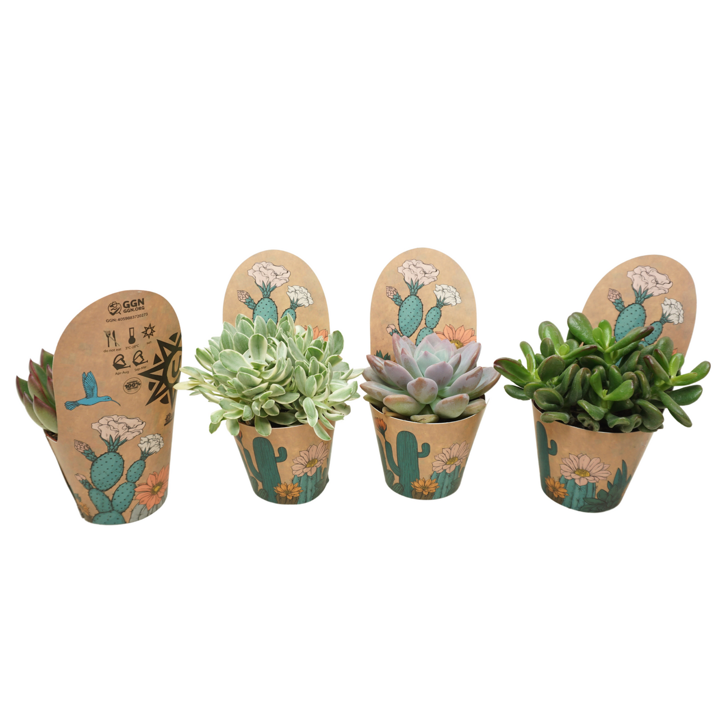 Planta naturala H12cm Succulenten mix PS8/ in pamant