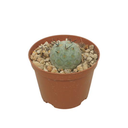 Planta naturala H12cm Tephrocactus geometricus PS10/ in pamant