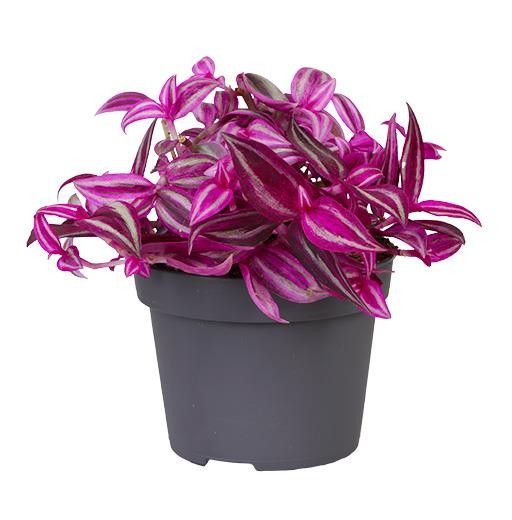 Planta naturala H12cm Tradescantia flum. Pink Paradise PS9/ in pamant