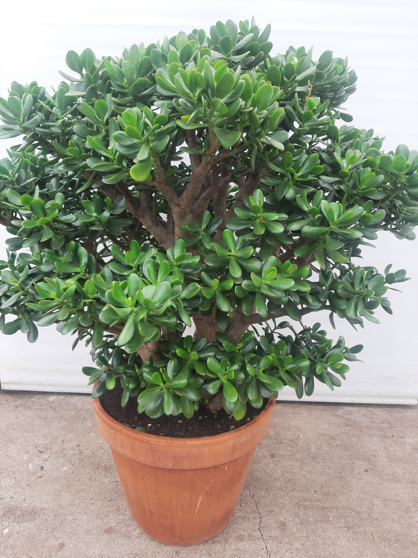 Planta naturala H130cm Crassula ovata PS50/ in pamant