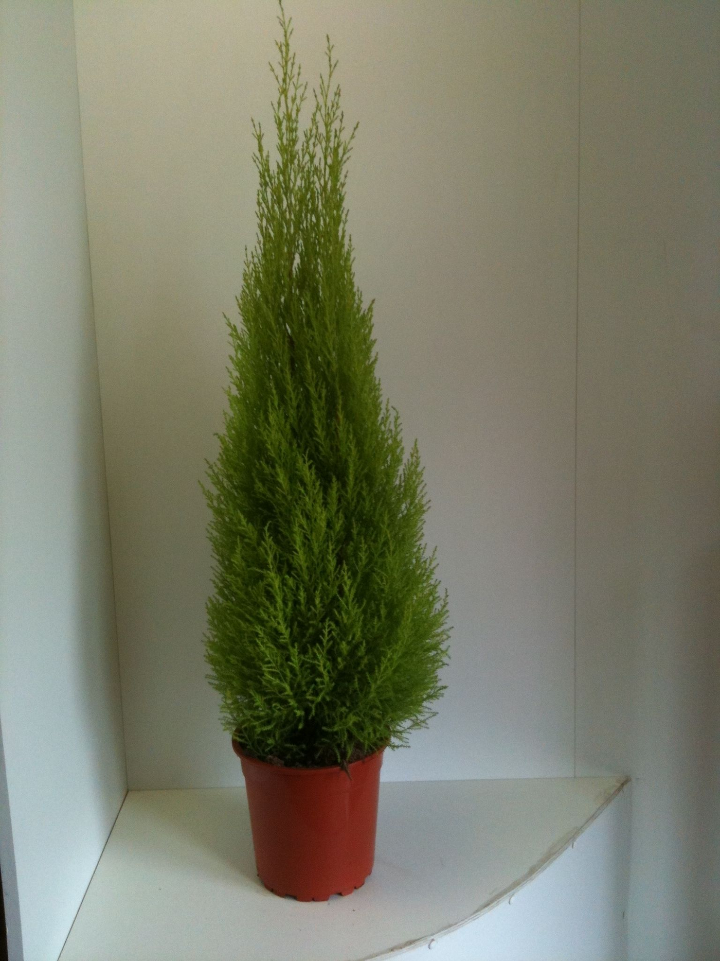 Planta naturala H130cm Cupressus Goldcrest Wilma PS24/ in pamant