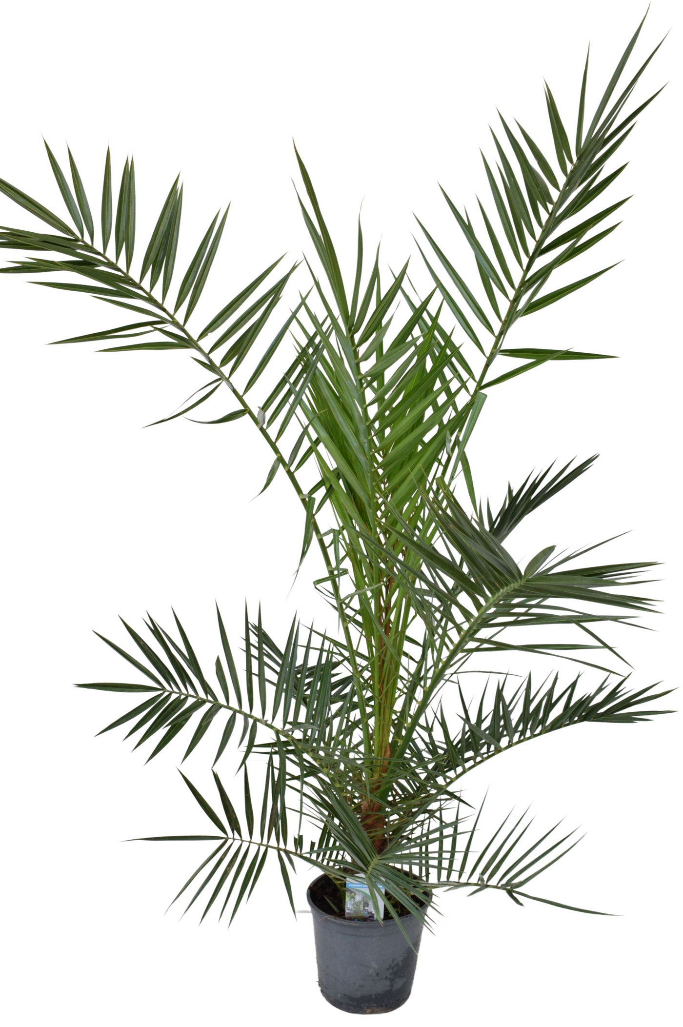 Planta naturala H130cm Phoenix canariensis PS18/ in pamant