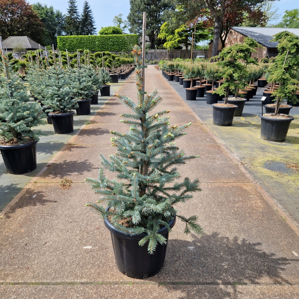 Planta naturala H130cm Picea pungens Fat Albert PS40/ in pamant