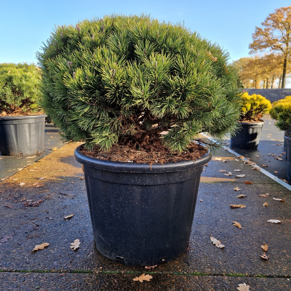 Planta naturala H130cm Pinus mugo 'Mops' PS60/ in pamant
