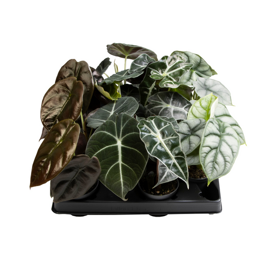 Planta naturala H13cm Alocasia mix PS6/ in pamant