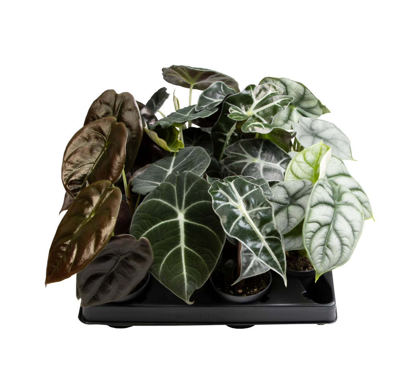 Planta naturala H13cm Alocasia mix PS6/ in pamant