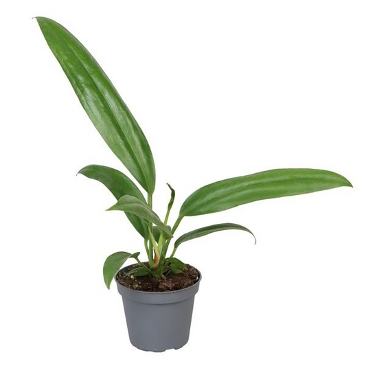 Planta naturala H13cm Anthurium Bakeri PS6/ in pamant