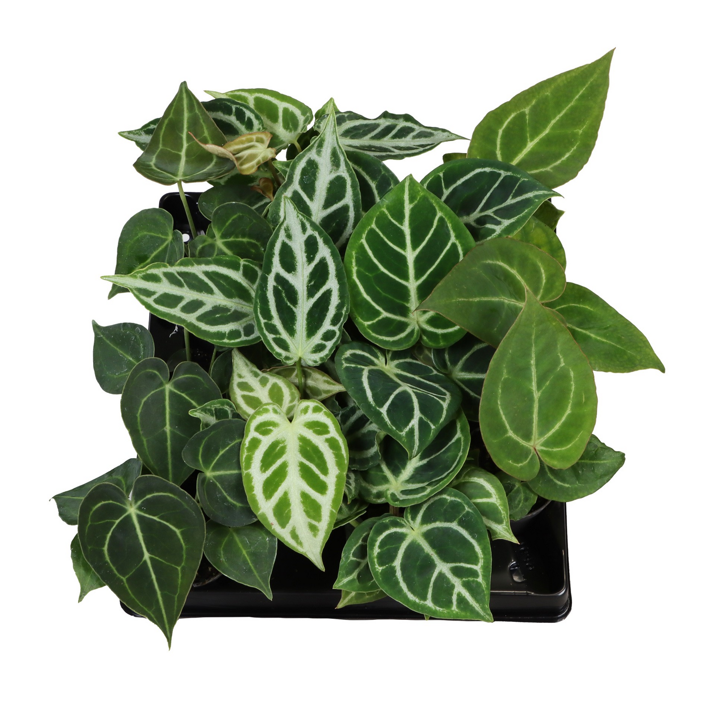 Planta naturala H13cm Anthurium mix PS6/ in pamant