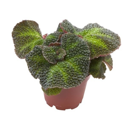 Planta naturala H13cm Begonia Rex 'Soli Mutata' PS10 in pamant