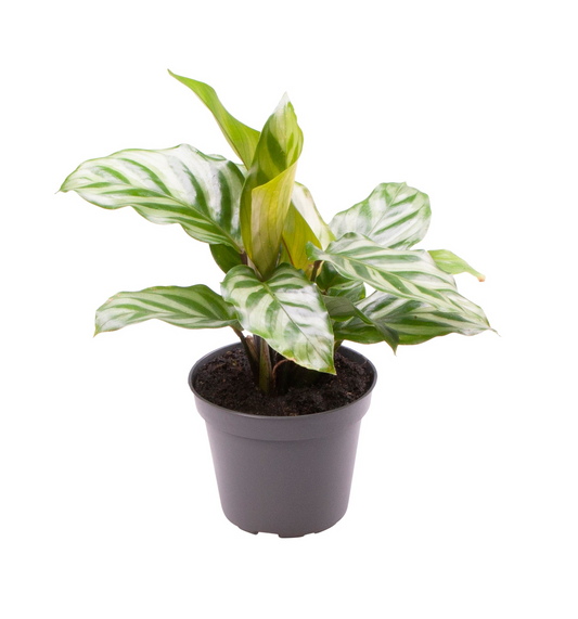 Planta naturala H13cm Calathea 'Freddie' PS6/ in pamant