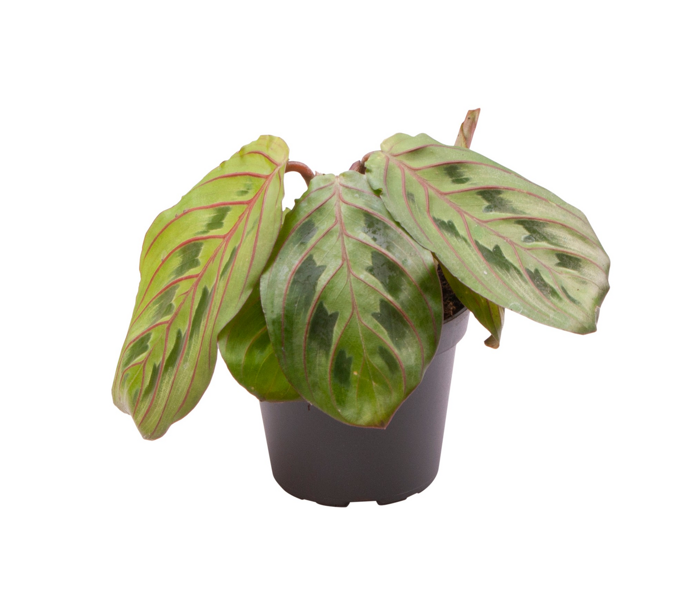 Planta naturala H13cm Calathea Leuconeura Red Stripe PS6/ in pamant